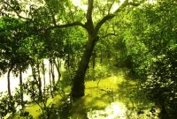 Mengenal Biodiversitas di Taman Nasional Sundarbans