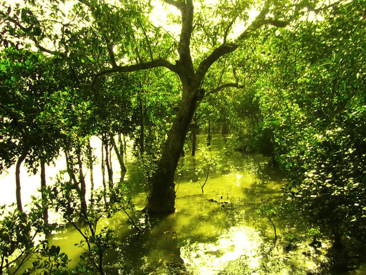 Mengenal Biodiversitas di Taman Nasional Sundarbans