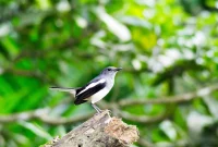 Tips Mengeksplorasi Kehidupan Burung di Bangladesh: Birdwatching