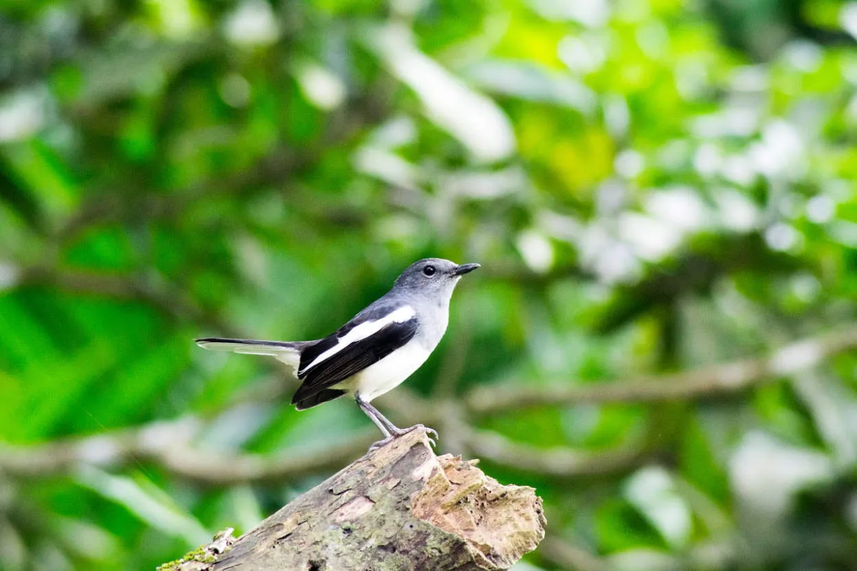 Tips Mengeksplorasi Kehidupan Burung di Bangladesh: Birdwatching