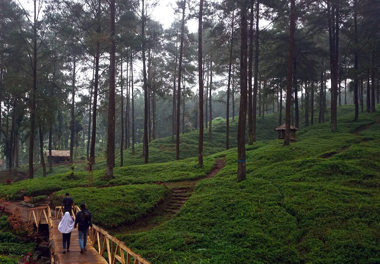 Tips Menikmati Keindahan Hutan Sonargaon: Panduan Wisata Alam