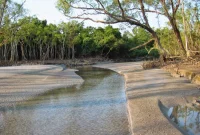 Wisata Alam di Sundarbans: Melihat Harimau Bengal dan Mangrove