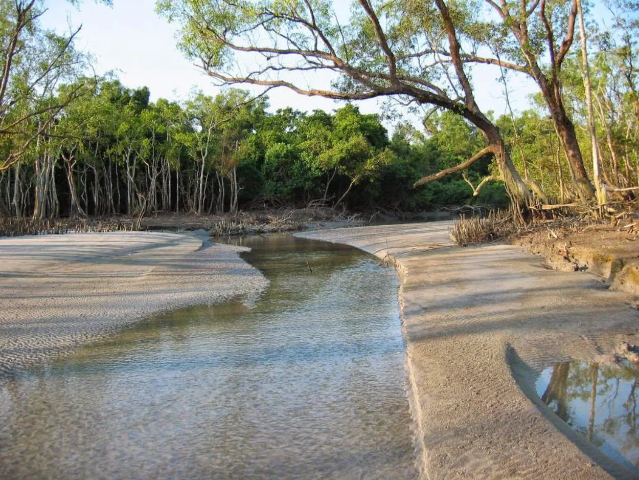 Wisata Alam di Sundarbans: Melihat Harimau Bengal dan Mangrove