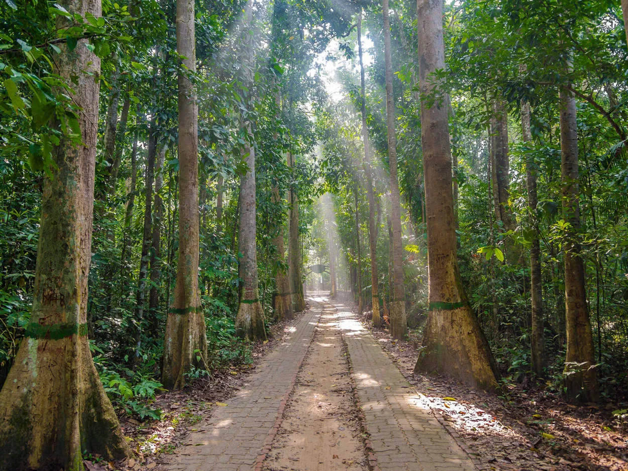 Wisata Ekologi di Bangladesh: Kunjungi Taman Nasional Lawachara